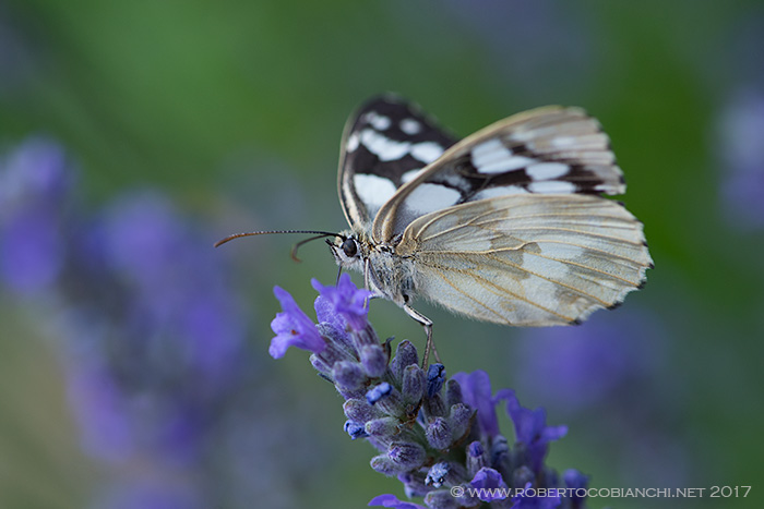 Melanargia galathea f. leucomelas, Nymphalidae Satyrinae